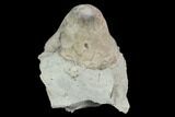 Fossil Crinoid (Eucalyptocrinus) Calyx on Rock - Indiana #127326-1